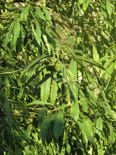 Ilex fargesii