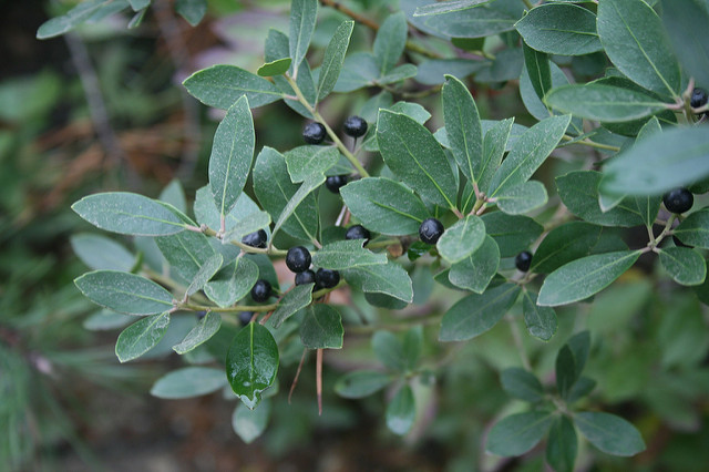 Ilex glabra