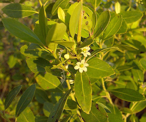 Ilex glabra