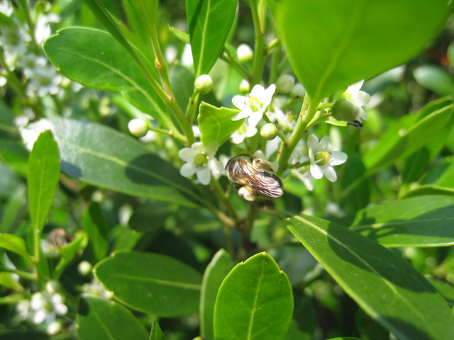 Ilex glabra