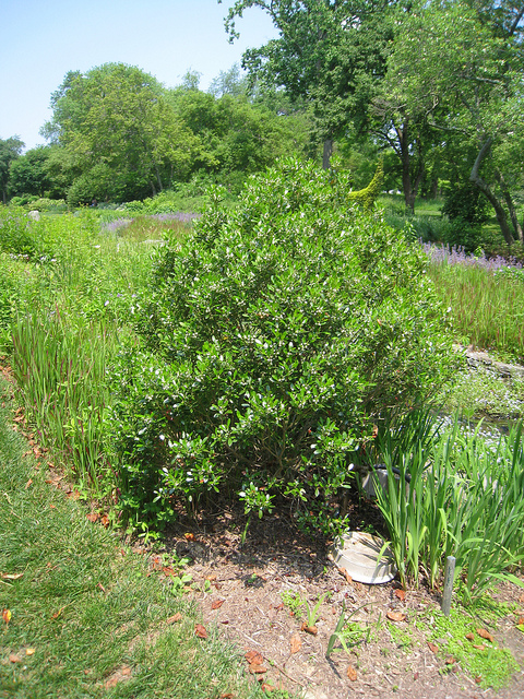 Ilex glabra