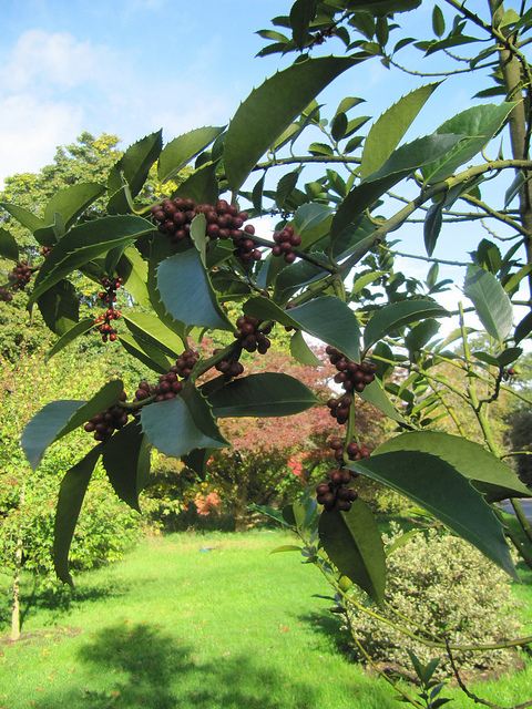 Houx à larges feuilles (Ilex latifolia)