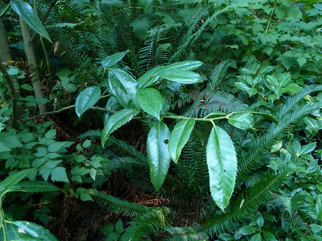 Houx à larges feuilles