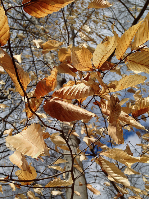 Houx à larges feuilles