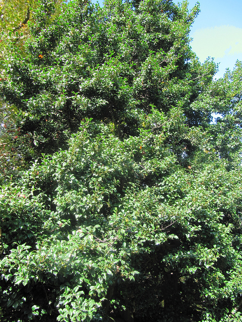 Houx américain (Ilex opaca)