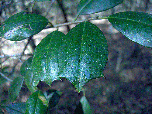 Houx américain