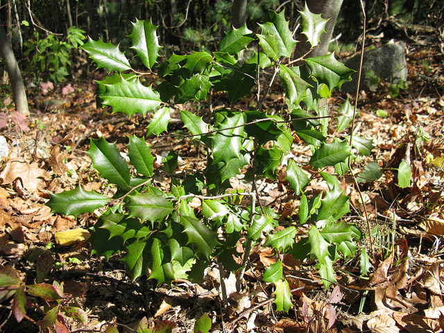 Houx américain