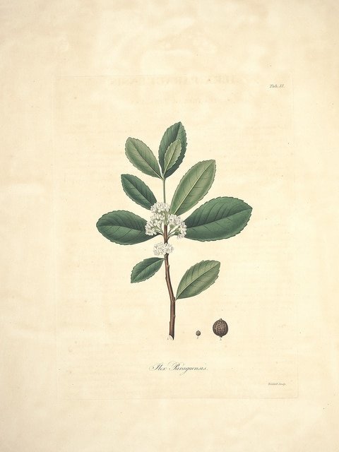 Thé des jésuites