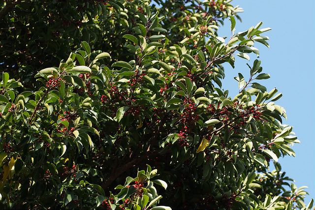 Ilex pedunculosa
