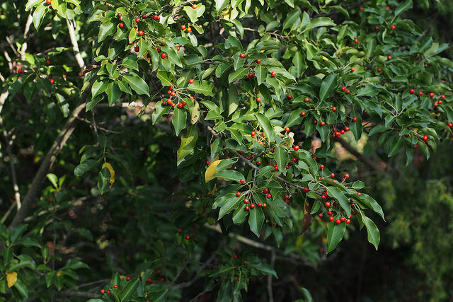 Ilex pedunculosa
