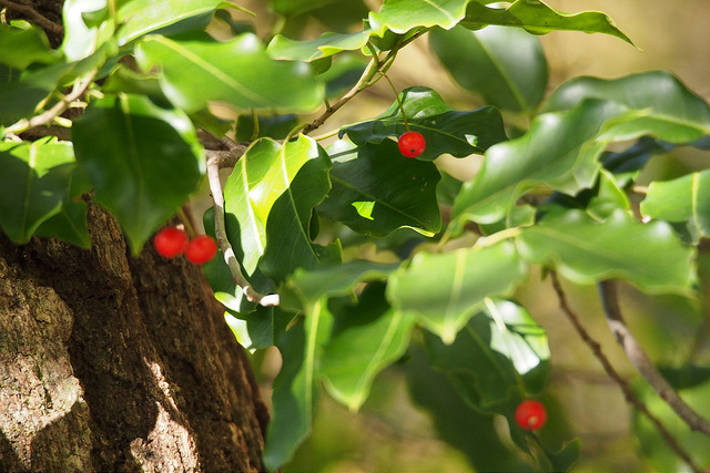 Ilex pedunculosa