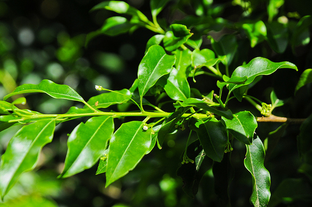 Ilex pedunculosa (Ilex pedunculosa)