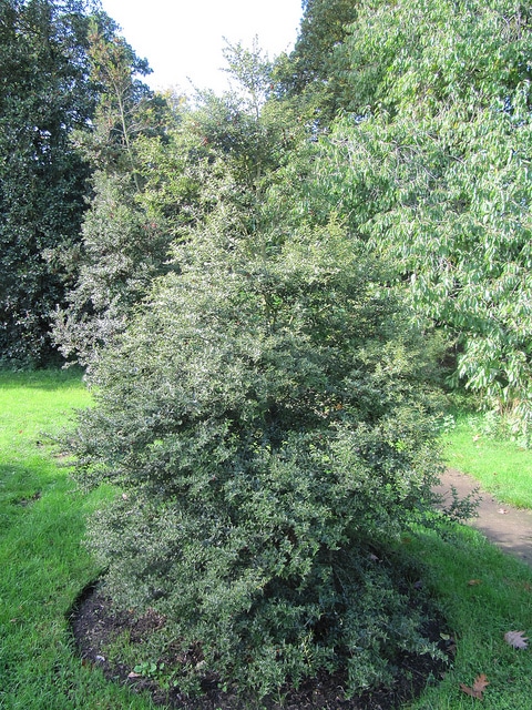 Ilex pernyi