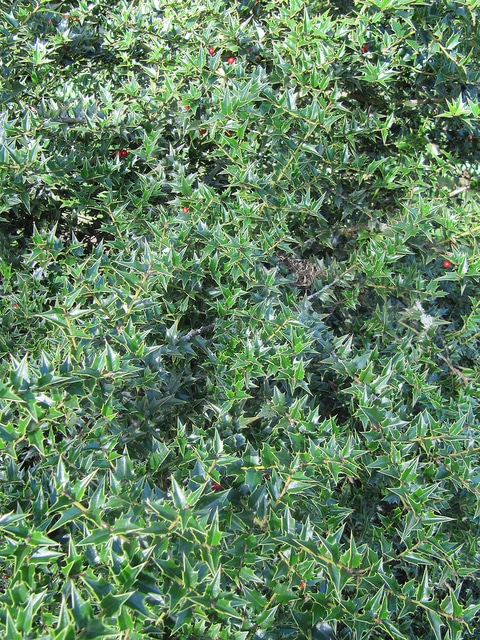 Ilex pernyi