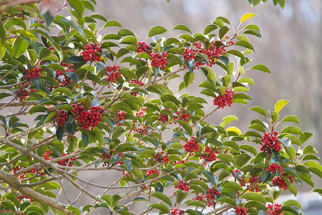 Ilex rotunda
