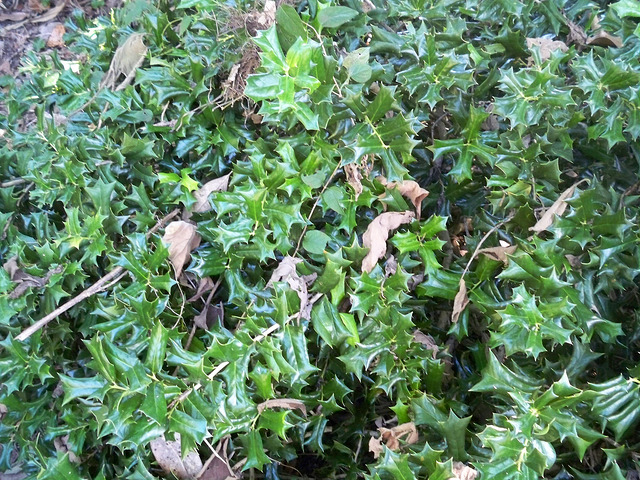 Ilex rotunda