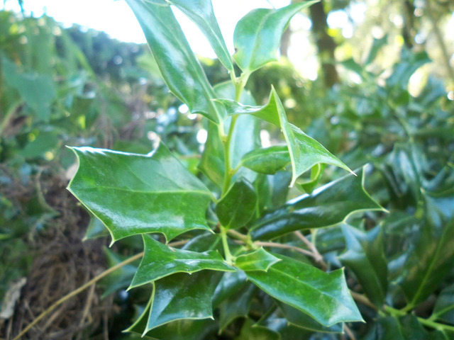 Ilex rotunda