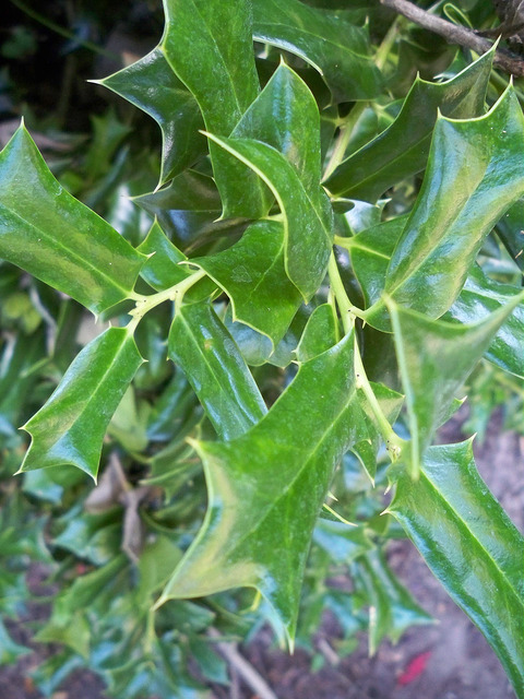 Ilex rotunda