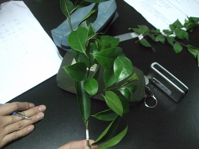 Ilex rotunda