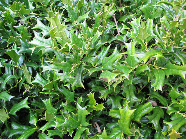 Ilex rotunda (Ilex rotunda)