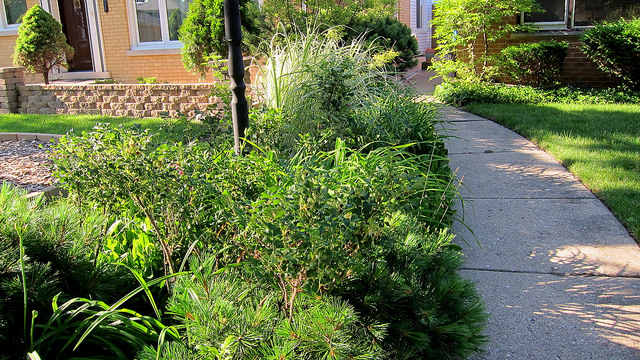 Ilex rugosa