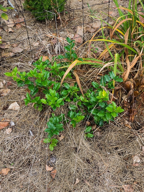 Ilex rugosa