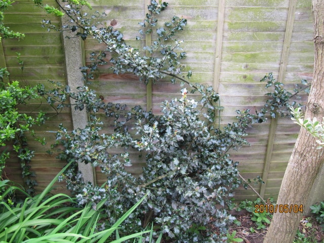 Ilex rugosa