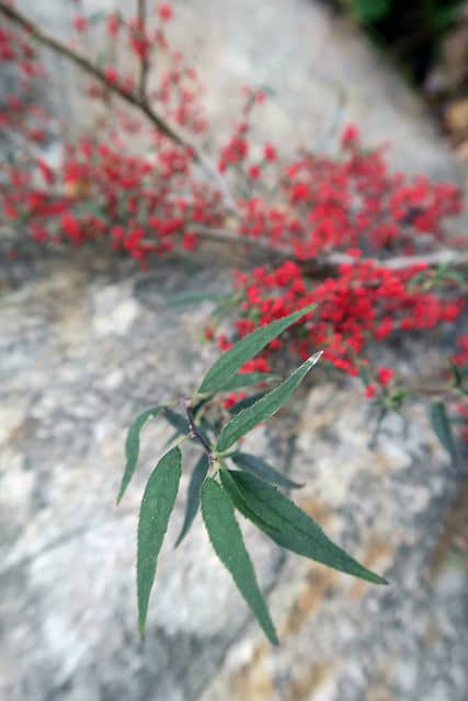 Ilex serrata (Ilex serrata)