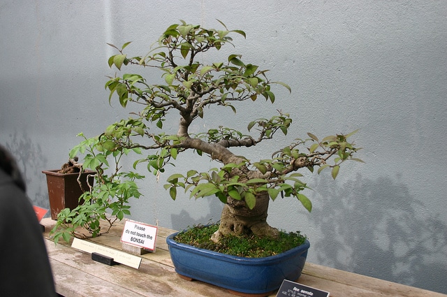 Ilex serrata