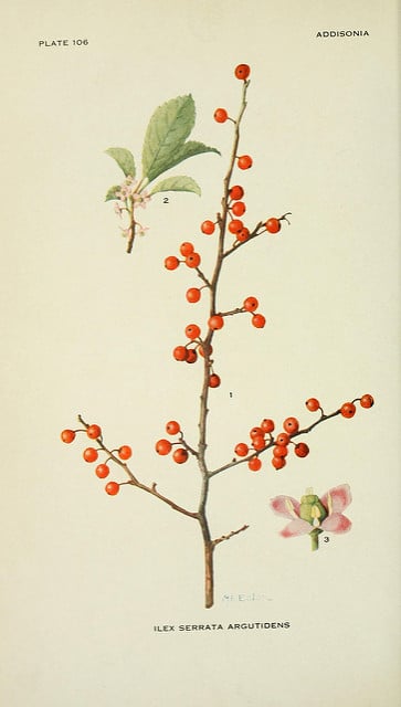 Ilex serrata
