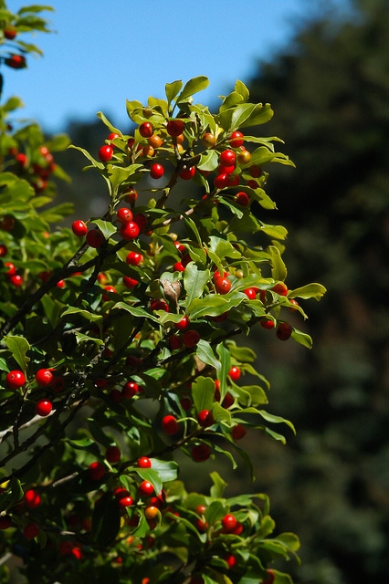 Ilex sugerokii