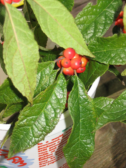 Houx verticillé
