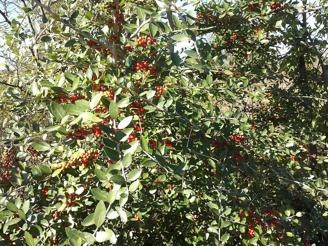 Ilex vomitoria