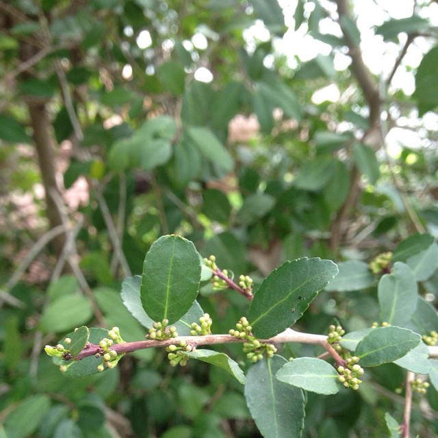 Ilex vomitoria