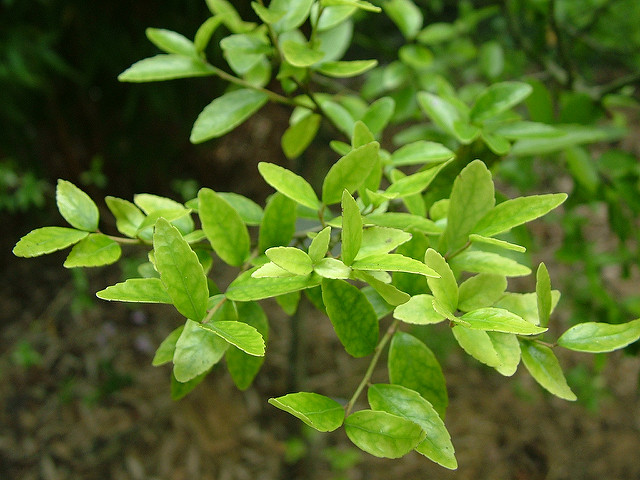 Ilex vomitoria