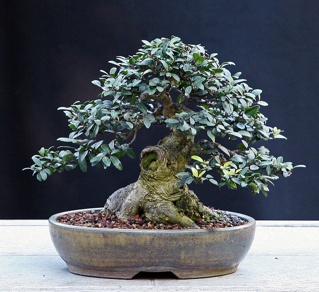 Ilex vomitoria
