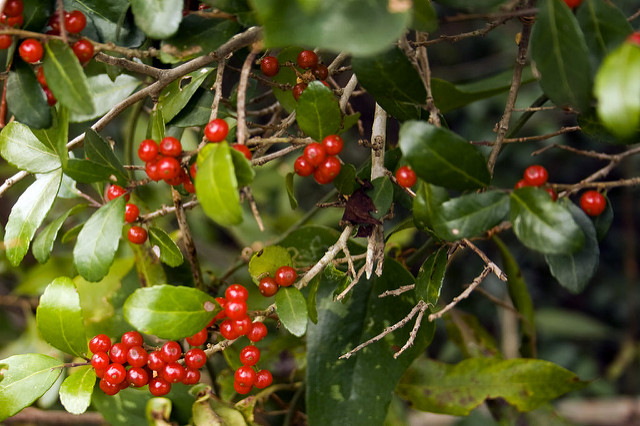 Ilex vomitoria