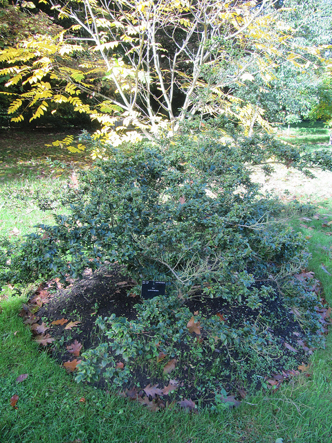 Ilex yunnanensis