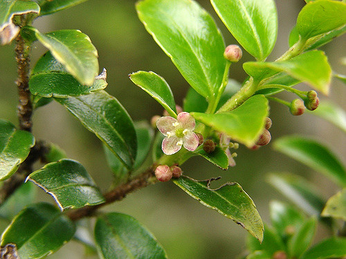 Ilex yunnanensis