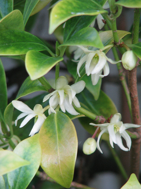 Badiane japonaise