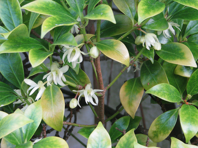 Badiane japonaise