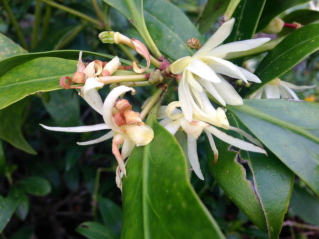 Badiane japonaise