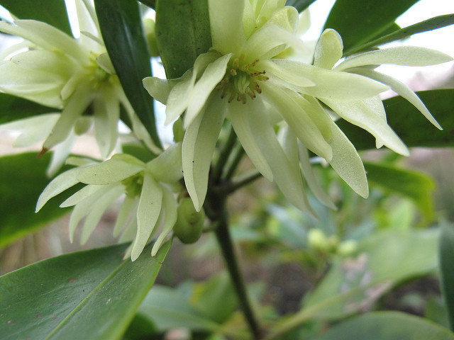 Badiane japonaise