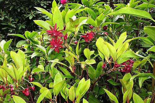 Illicium floridanum