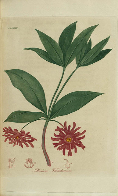 Illicium floridanum