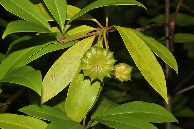 Illicium floridanum