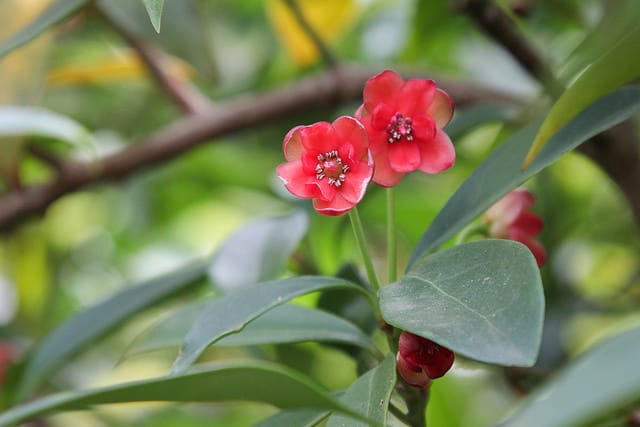 Illicium henryi