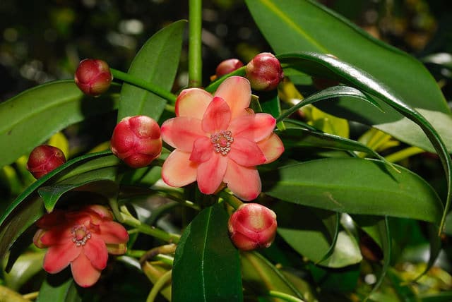 Illicium henryi (Illicium henryi)