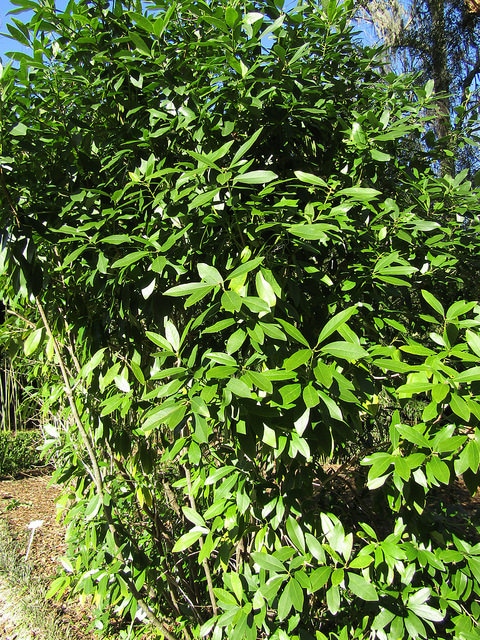 Illicium parviflorum