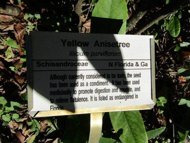 Illicium parviflorum